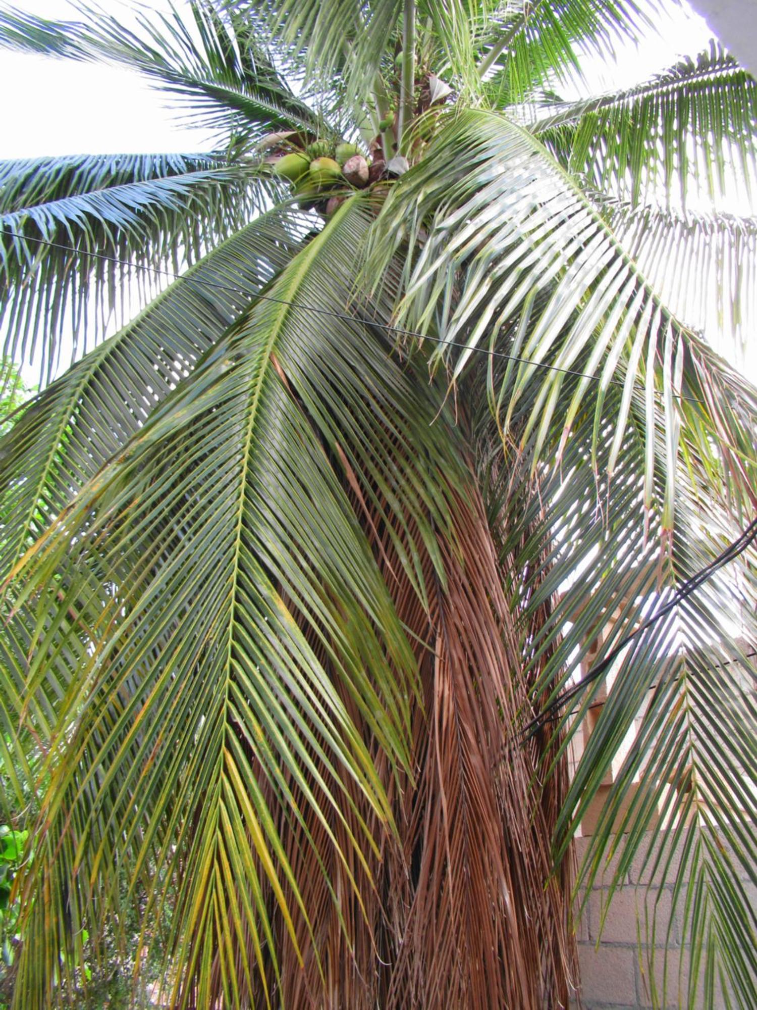 Cocos Διαμέρισμα Κανκούν Εξωτερικό φωτογραφία